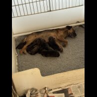 Border Terrier - Both