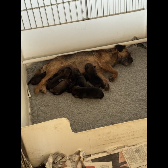 Border Terrier - Both