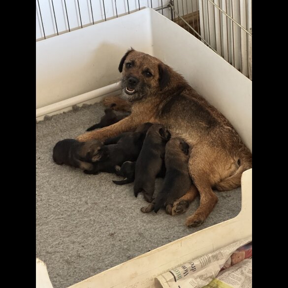Border Terrier - Both