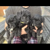 Bordoodle - Both