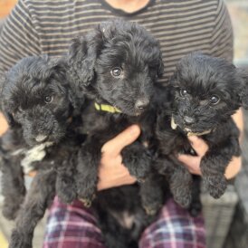 Bordoodle - Both