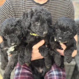 Bordoodle - Both