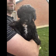 Bordoodle - Both