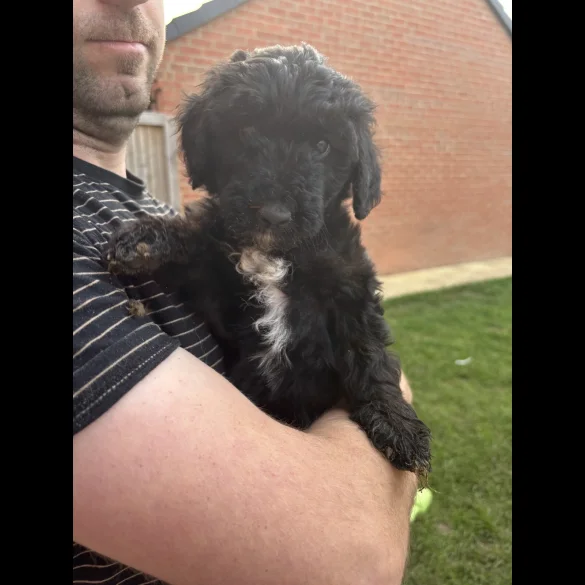 Bordoodle - Both