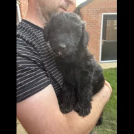 Bordoodle - Both