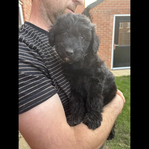 Bordoodle - Both