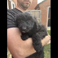 Bordoodle - Both