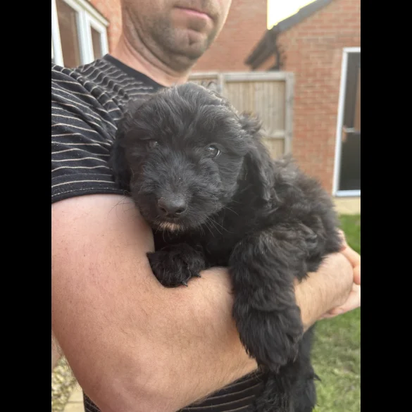 Bordoodle - Both
