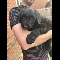 Bordoodle - Both