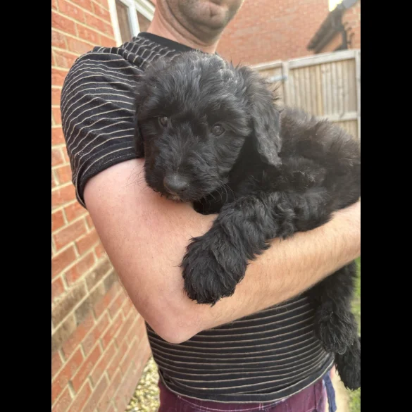 Bordoodle - Both