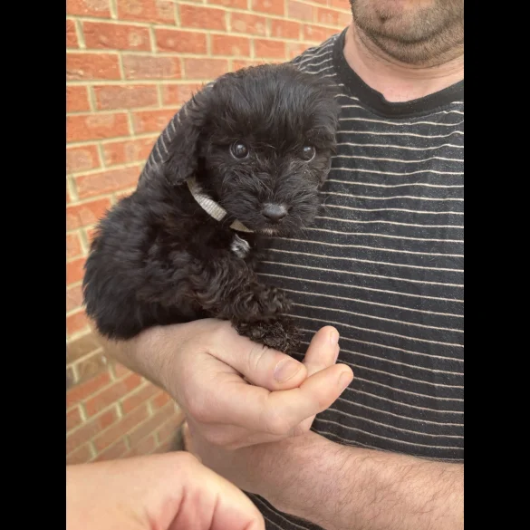 Bordoodle - Both