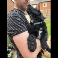 Bordoodle - Both