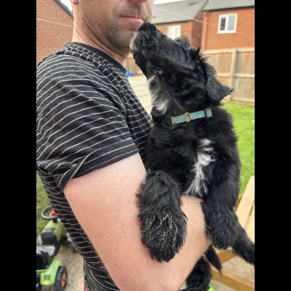 Bordoodle - Both