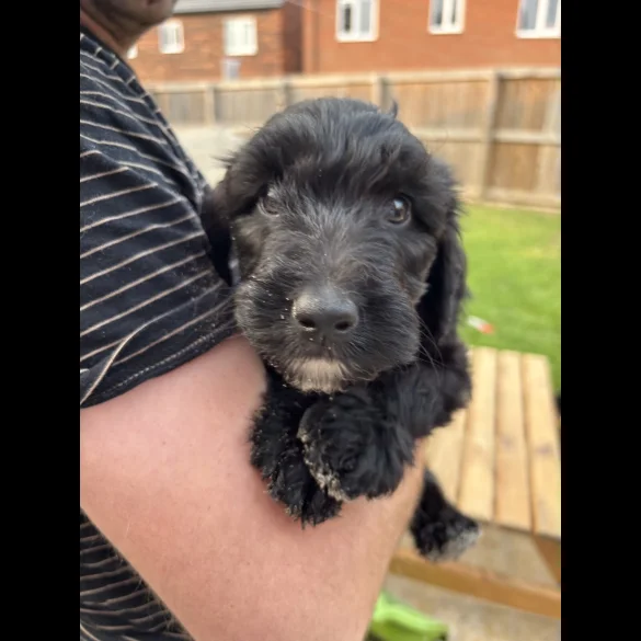 Bordoodle - Both