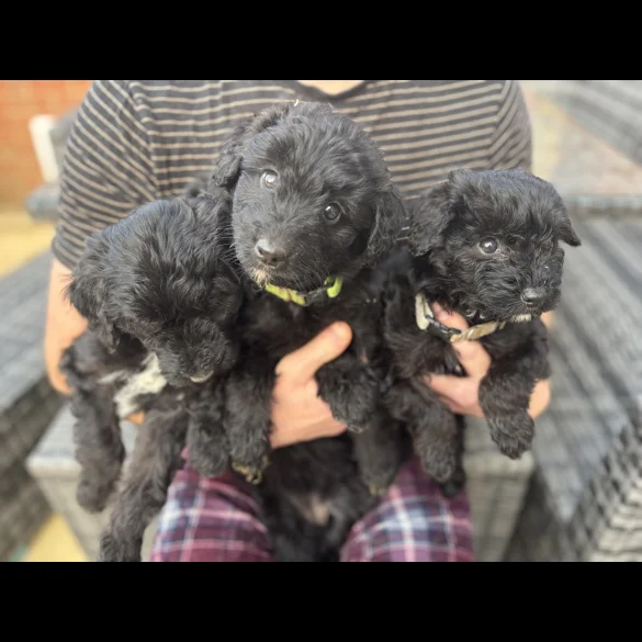 Bordoodle - Both