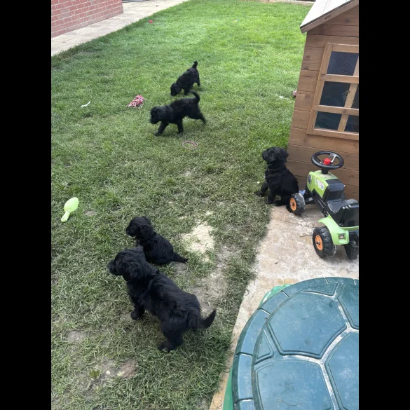 Bordoodle - Both