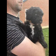 Bordoodle - Both