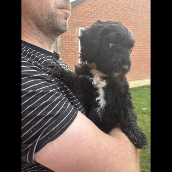 Bordoodle - Both