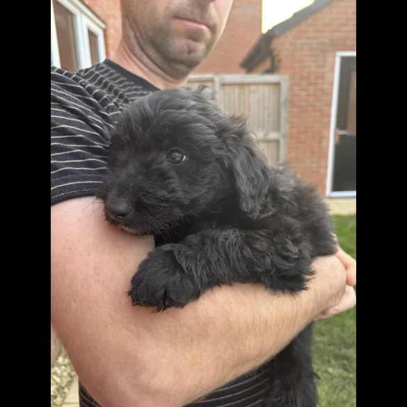 Bordoodle - Both