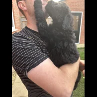 Bordoodle - Both