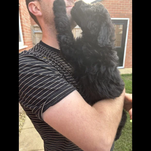 Bordoodle - Both