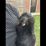 Bordoodle - Both