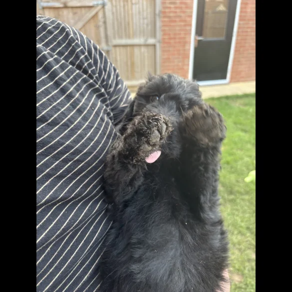 Bordoodle - Both