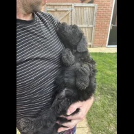 Bordoodle - Both