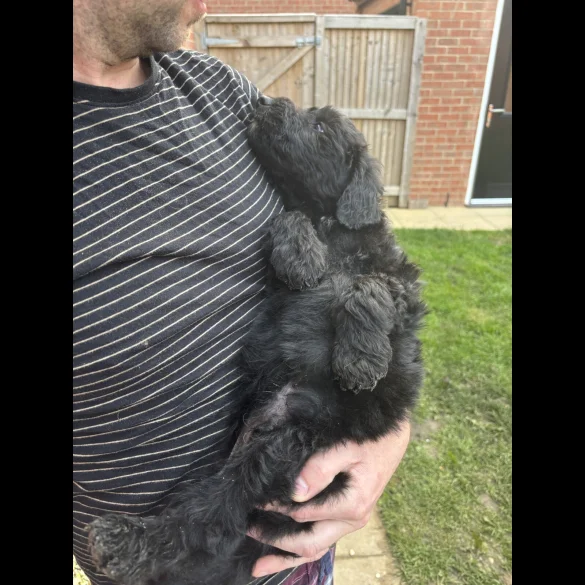 Bordoodle - Both