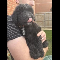 Bordoodle - Both