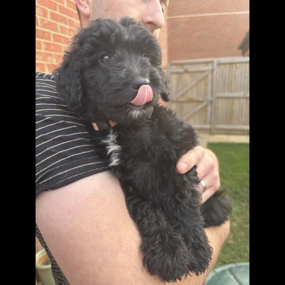 Bordoodle - Both