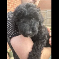 Bordoodle - Both
