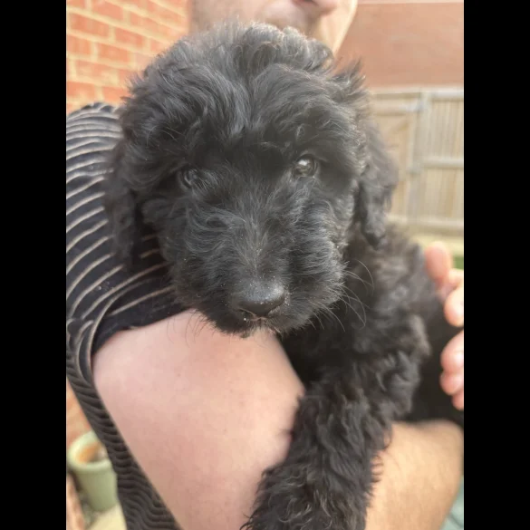 Bordoodle - Both