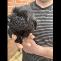 Bordoodle - Both