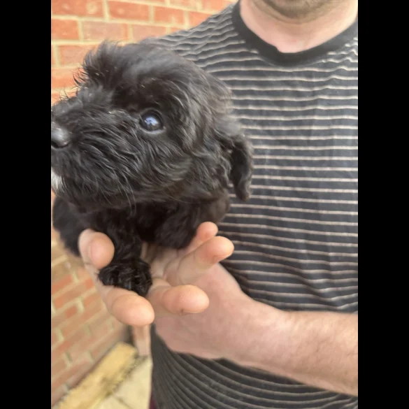 Bordoodle - Both
