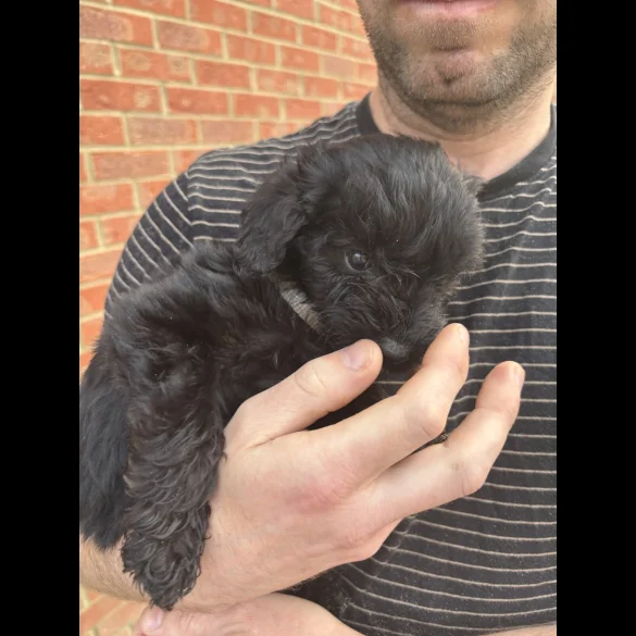 Bordoodle - Both