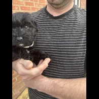 Bordoodle - Both