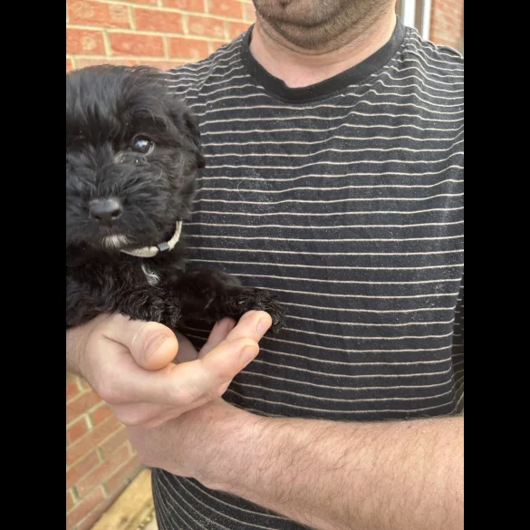 Bordoodle - Both