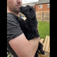 Bordoodle - Both