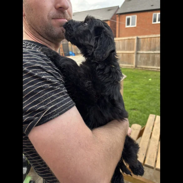 Bordoodle - Both