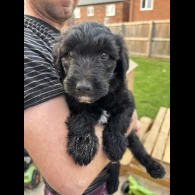 Bordoodle - Both