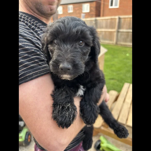 Bordoodle - Both