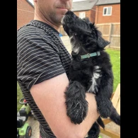 Bordoodle - Both