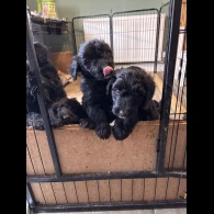 Bordoodle - Both