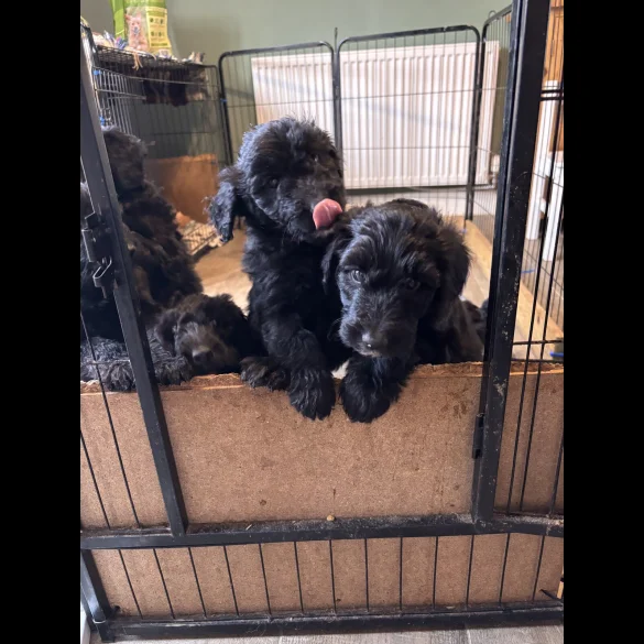 Bordoodle - Both