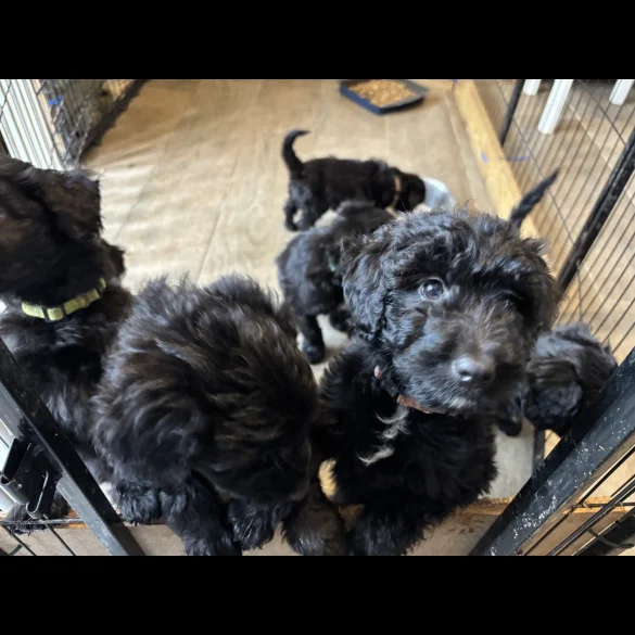 Bordoodle - Both