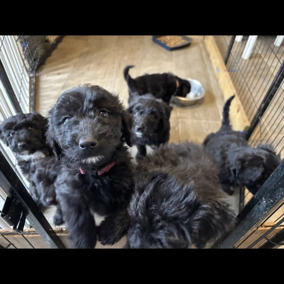 Bordoodle - Both