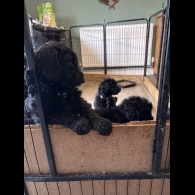 Bordoodle - Both