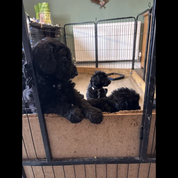 Bordoodle - Both