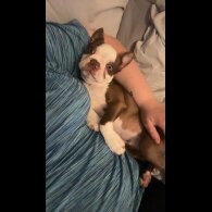 Boston Terrier - Dogs